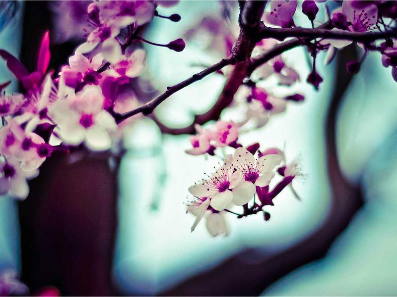 Đất sạch trồng sen đá Đà Lạt
